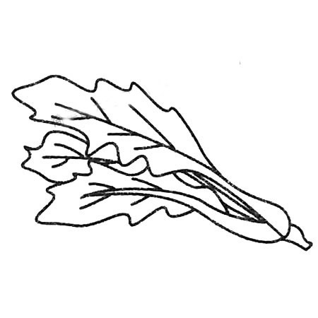 菠菜简笔画大全及画法步骤