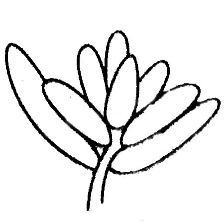 多肉植物简笔画大全及画法步骤
