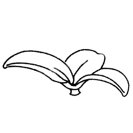 多肉植物简笔画大全及画法步骤
