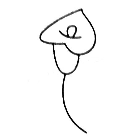 马蹄莲简笔画大全及画法步骤