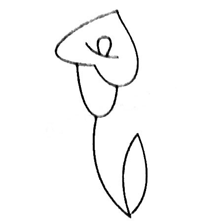马蹄莲简笔画大全及画法步骤