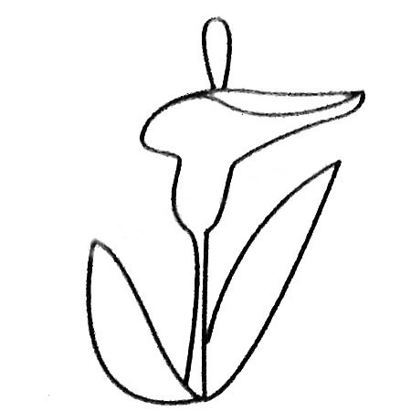 马蹄莲简笔画大全及画法步骤