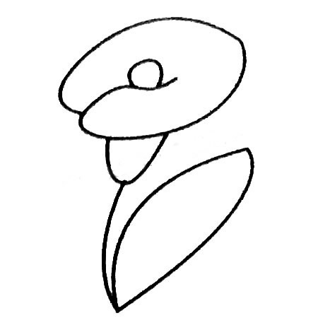 马蹄莲简笔画大全及画法步骤
