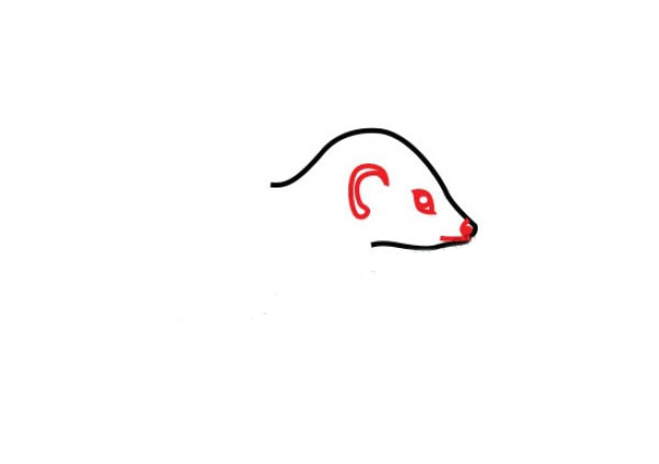 艾鼬简笔画图片