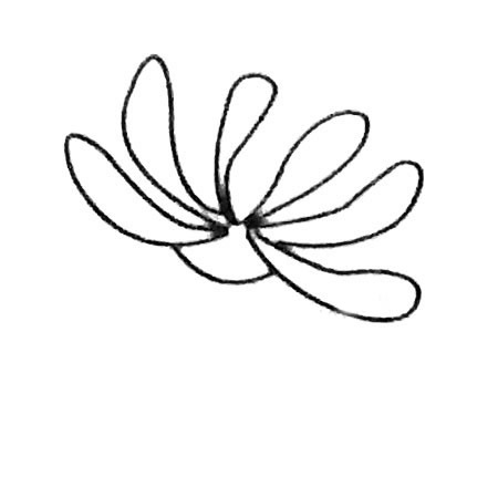 菊花简笔画大全及画法步骤