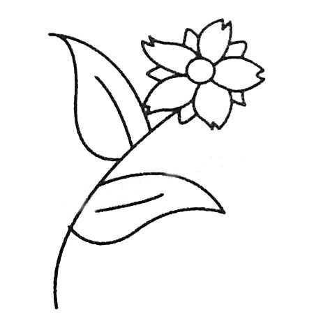 菊花简笔画大全及画法步骤