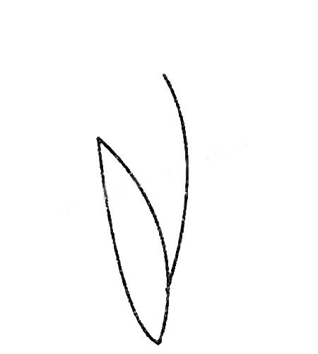 风信子简笔画的画法步骤