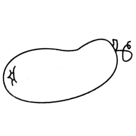 冬瓜简笔画大全及画法步骤