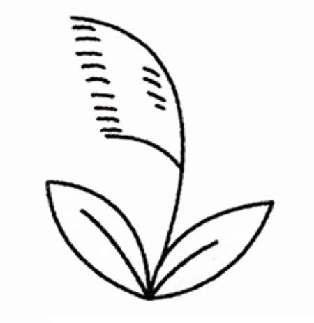 芦苇的画法