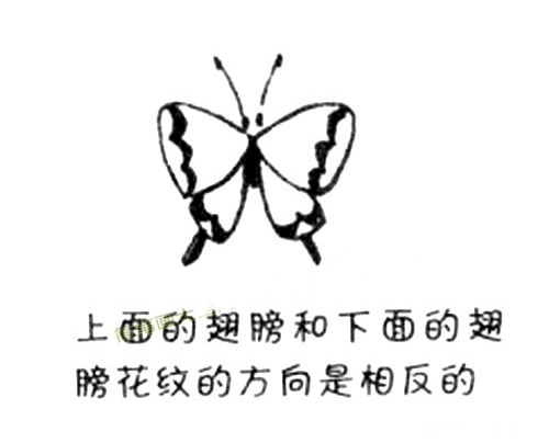 凤蝶的画法简笔画步骤教程