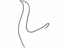 七步画出孔雀简笔画步骤教程