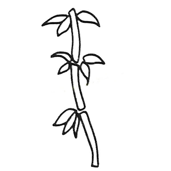 漂亮的竹子简笔画图片