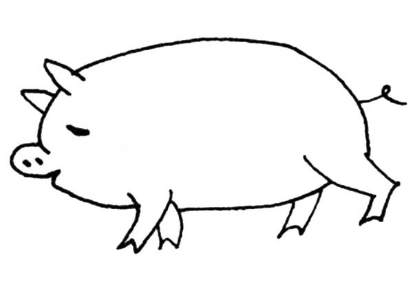 可爱的大肥猪简笔画画法图片