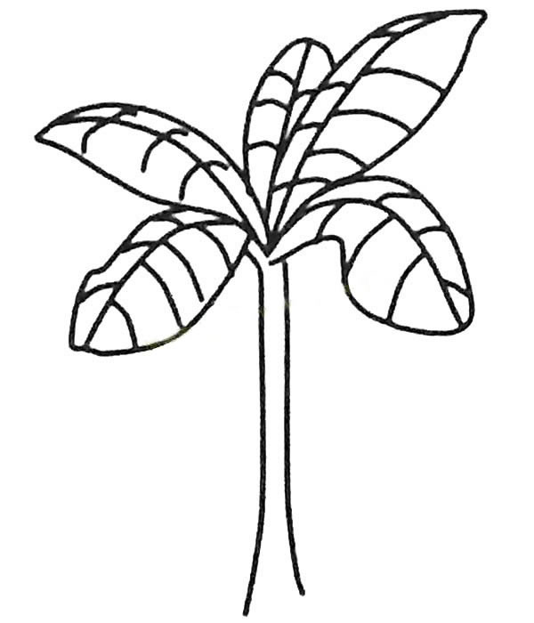儿童简笔画大全 漂亮的芭蕉树简笔画图片