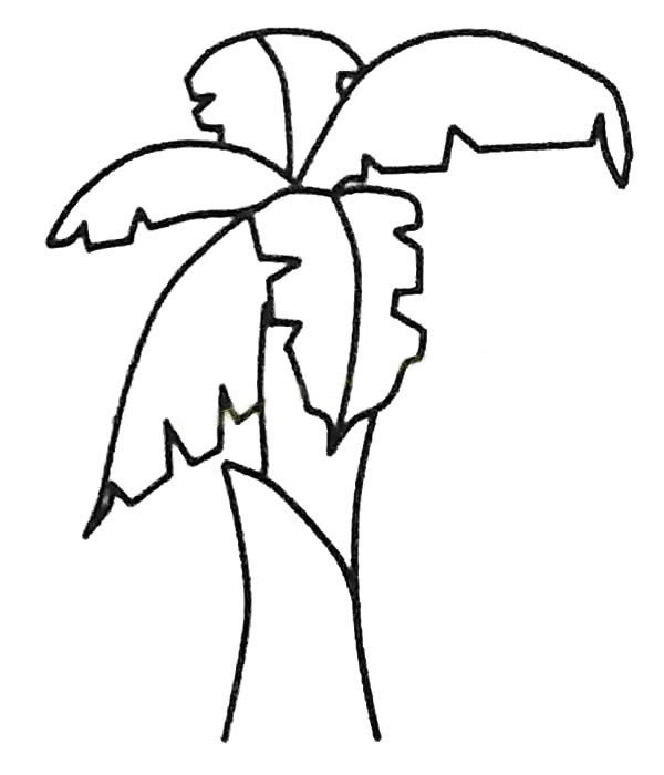 儿童简笔画大全 漂亮的芭蕉树简笔画图片