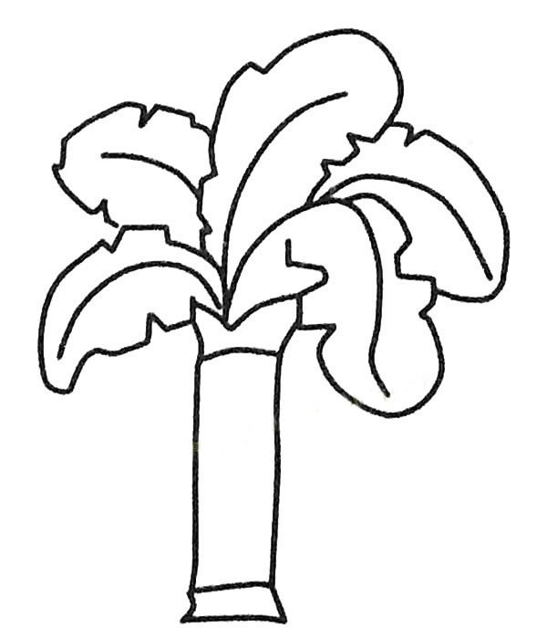 儿童简笔画大全 漂亮的芭蕉树简笔画图片