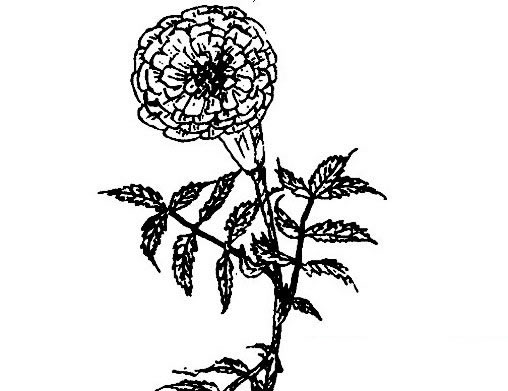 万寿菊简笔画图片