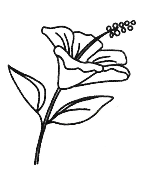扶桑花简笔画