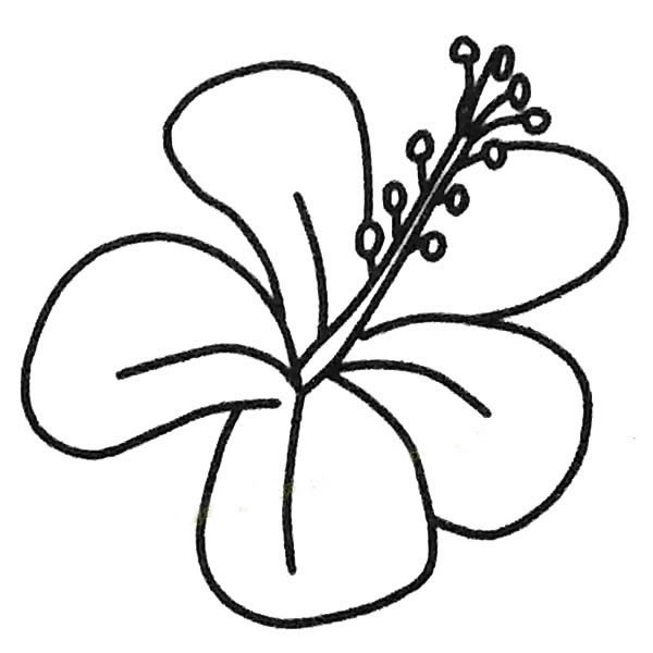 花朵简笔画大全 扶桑花简笔画图片