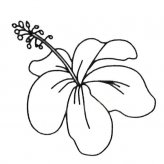 6款扶桑花简笔画图片