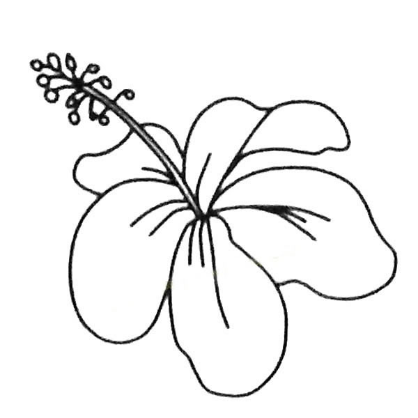 扶桑花简笔画图片