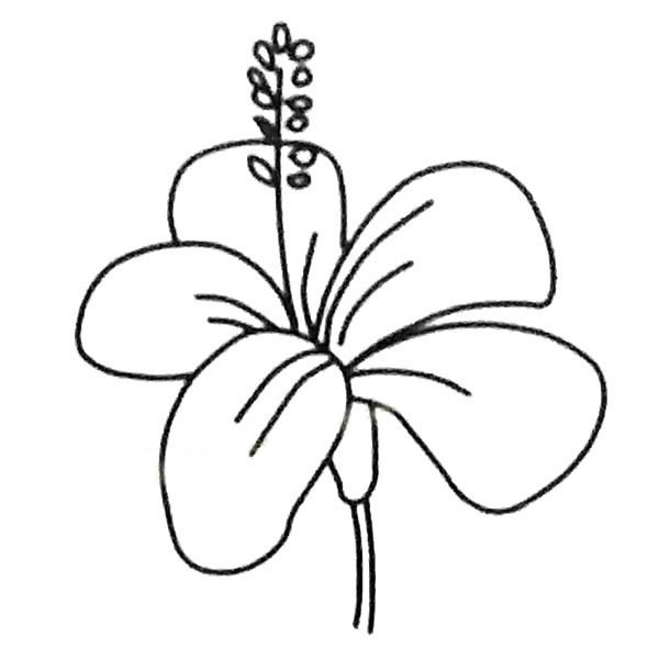 扶桑花简笔画图片