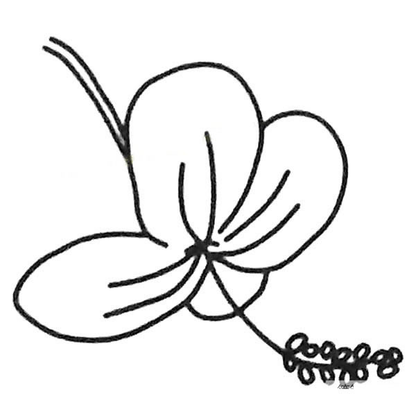 扶桑花简笔画图片