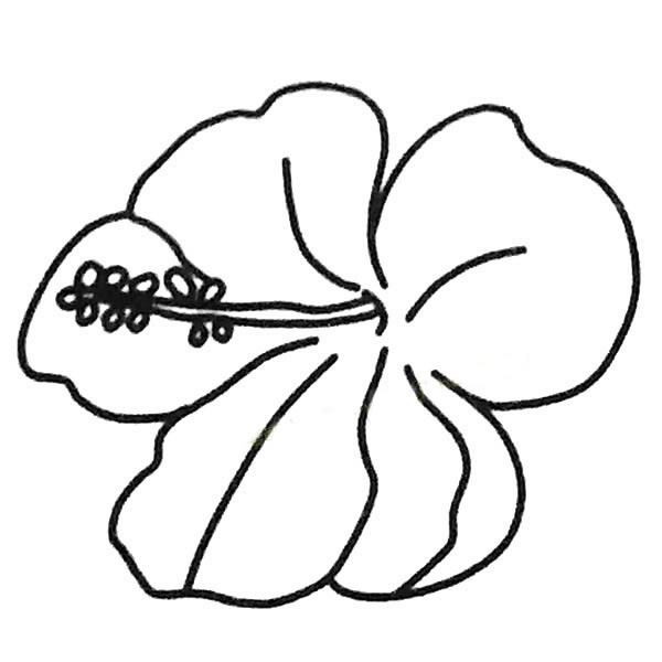 扶桑花简笔画图片