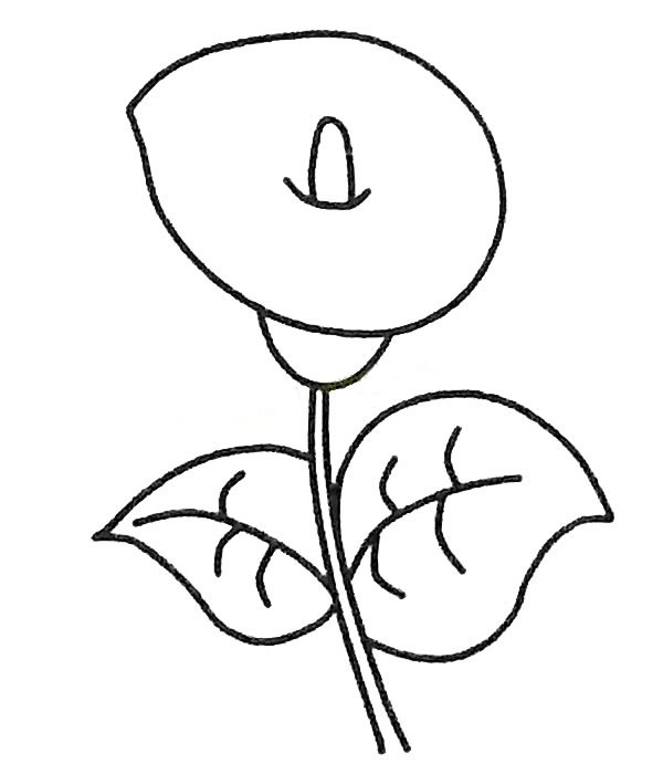 漂亮的马蹄莲简笔画图片