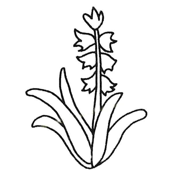 风信子简笔画