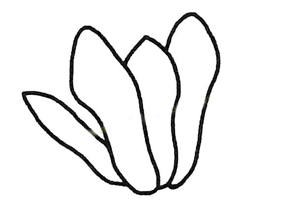 玉兰花简笔画