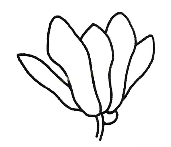 玉兰花简笔画