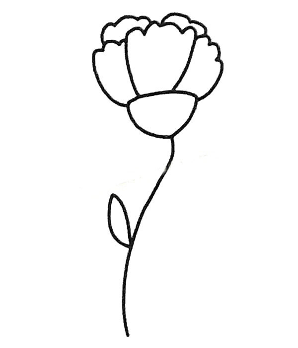 康乃馨简笔画