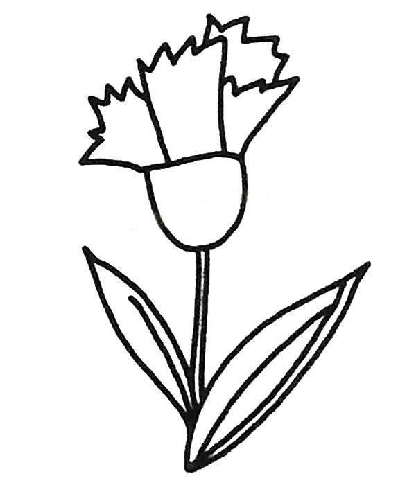儿童学画6种康乃馨简笔画图片