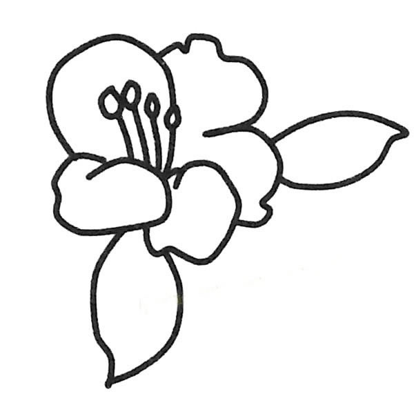 儿童简笔画大全 茶花简笔画图片大全