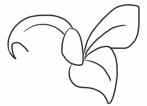 桔梗花简笔画教程