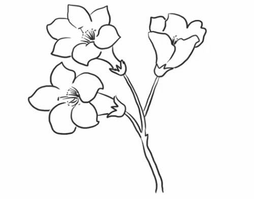 杜鹃花简笔画的画法步骤图