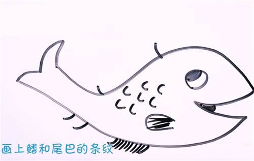 淡水鱼简笔画