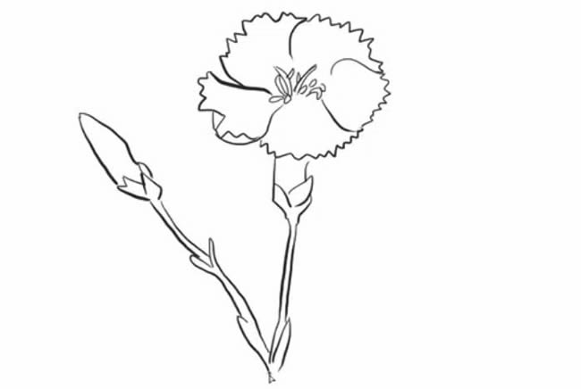康乃馨简笔画