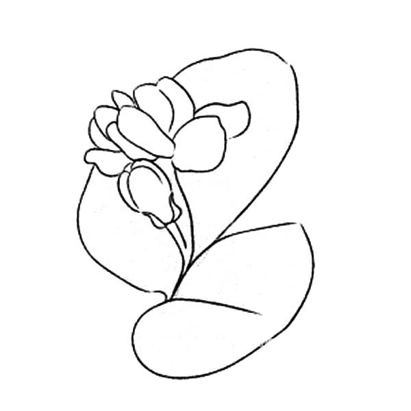 花朵的画法 茉莉花简笔画图片