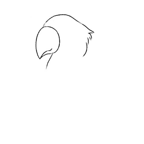 聪明的鹦鹉简笔画