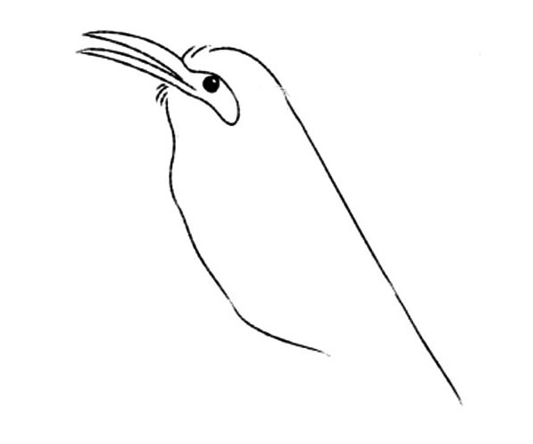 小喜鹊简笔画