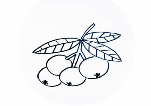 橘子简笔画图片