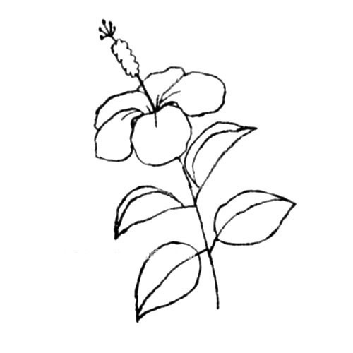 木槿花简笔画步骤图片