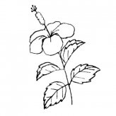 木槿花简笔画步骤图片大全