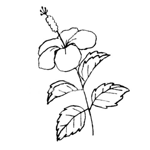 木槿花简笔画步骤图片