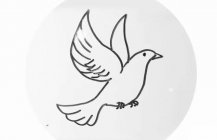 简单的鸽子简笔画步骤图解教程
