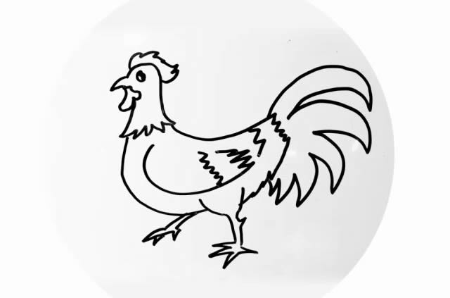 大公鸡简笔画画法步骤图片