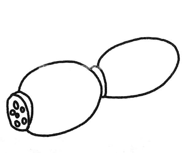 莲藕简笔画图片5