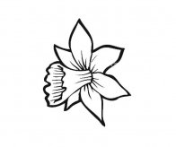 各种花瓣的简笔画图片 12种花瓣的简单